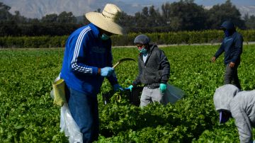 Trabajadores agrícolas en el condado de Ventura, California