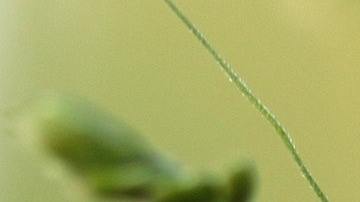 amuletos de la suerte