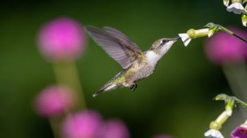 Significado espiritual del colibri