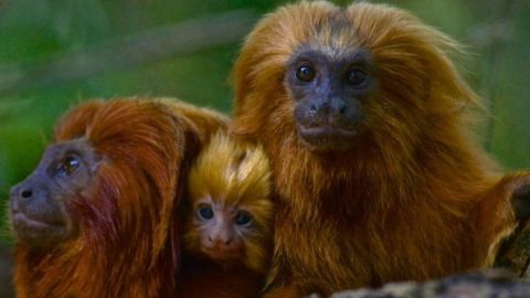 La fiebre amarilla salta con rapidez entre los tamarinos león dorado.