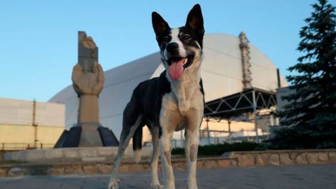Perro en Chernóbil