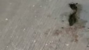 FOTOS: CJNG riega cuerpos y narcomensajes para amenazar a huachicoleros