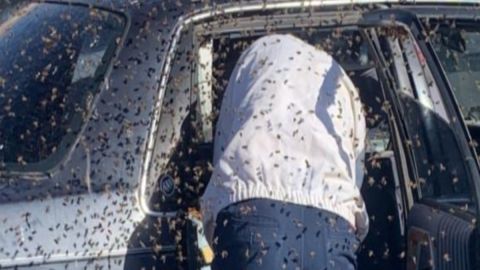 FOTOS: Enjambre de 15,000 abejas invade auto de hombre que realizaba compras en tienda de comestibles