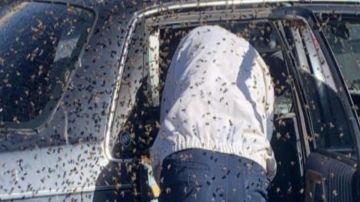 FOTOS: Enjambre de 15,000 abejas invade auto de hombre que realizaba compras en tienda de comestibles