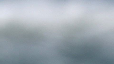 Una balleza gris muerta en Point Reyes, área de San Francisco, en mayo de 2019.