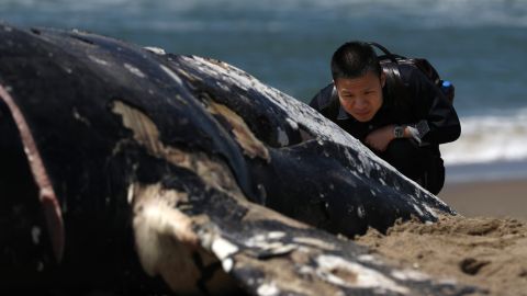 Una balleza gris muerta en Point Reyes, área de San Francisco, en mayo de 2019.