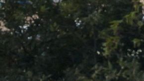 Fanáticos del Chelsea