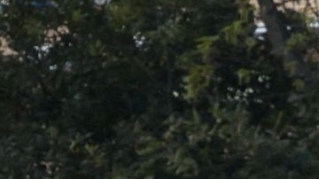 Fanáticos del Chelsea