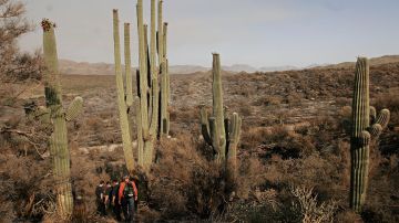 Imagen de saguaros gigantes en el Bosque Nacional Tonto en Arizona.