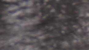 La producción de ganado bovino compite por las fuentes de agua en México