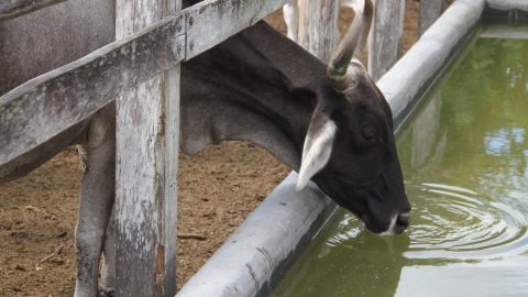 La producción de ganado bovino compite por las fuentes de agua en México