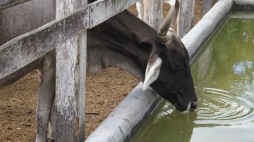 La producción de ganado bovino compite por las fuentes de agua en México