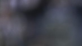 Hat Trick de Chicharito