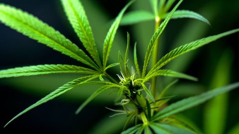 Marihuana