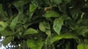 Activistas piden que la comunidad llame a sus concejales para aprobar la ordenanza. (Jacqueline García/La Opinión)