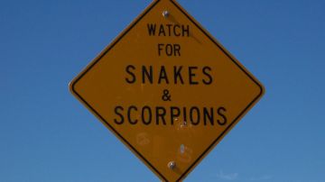 Cartel advierte de serpientes y escorpiones