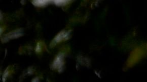 Accidente de Tiger Woods en Palos Verdes