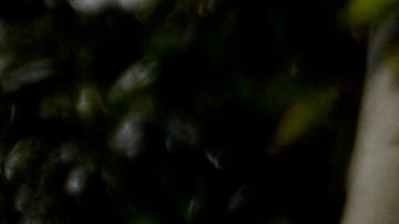 Accidente de Tiger Woods en Palos Verdes