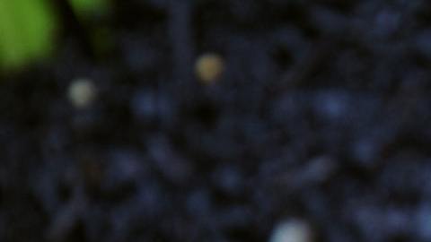 Amuletos del horoscopo chino