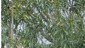 Henry Cejudo disfrutó como niño la visita a la casa de Arnold Schwarzenegger.