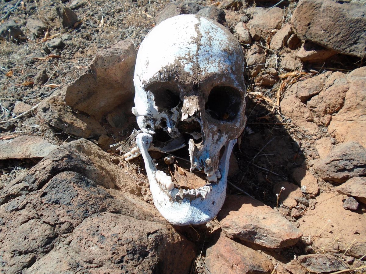 Un cráneo encontrado en marzo en el condado de Pinal en Arizona.