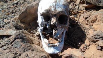 Un cráneo encontrado en marzo en el condado de Pinal en Arizona.