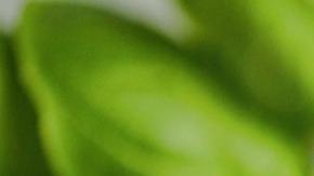 Las plantas más sagradas del mundo