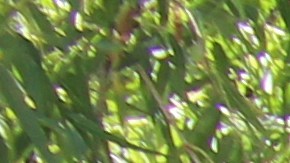 La organización tendrá un evento de limpieza durante este fin de semana.