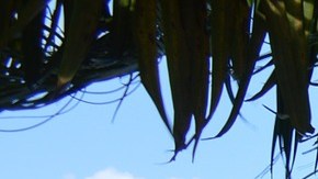 Xcaret: murió Leonardo, de 13 años en parque acuático