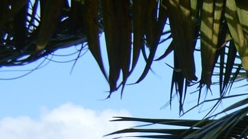 Xcaret: murió Leonardo, de 13 años en parque acuático