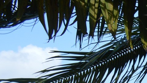 Xcaret: murió Leonardo, de 13 años en parque acuático