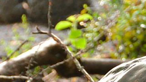 Tortuga isla Galápagos