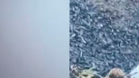 Plaga de ratones