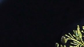 Alex Fernández Jr. | Mezcalent.