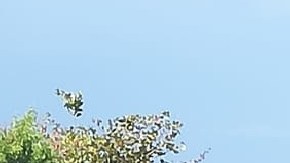 Embosca CJNG a Ejército mexicano con drones