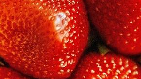 Fresas