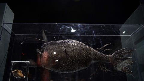 Un pez tipo Fanfin o Angler parecido al de esta foto apareció en una playa californiana.