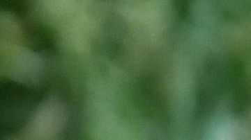 Una mamá oso y sus dos oseznos fueron encontrados y sacrificados. Foto de archivo.