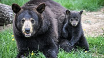 Una mamá oso y sus dos oseznos fueron encontrados y sacrificados. Foto de archivo.
