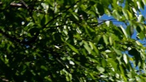 La Corte Suprema complica el retorno de cierto inmigrantes indocumentados.