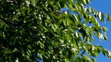 La Corte Suprema complica el retorno de cierto inmigrantes indocumentados.