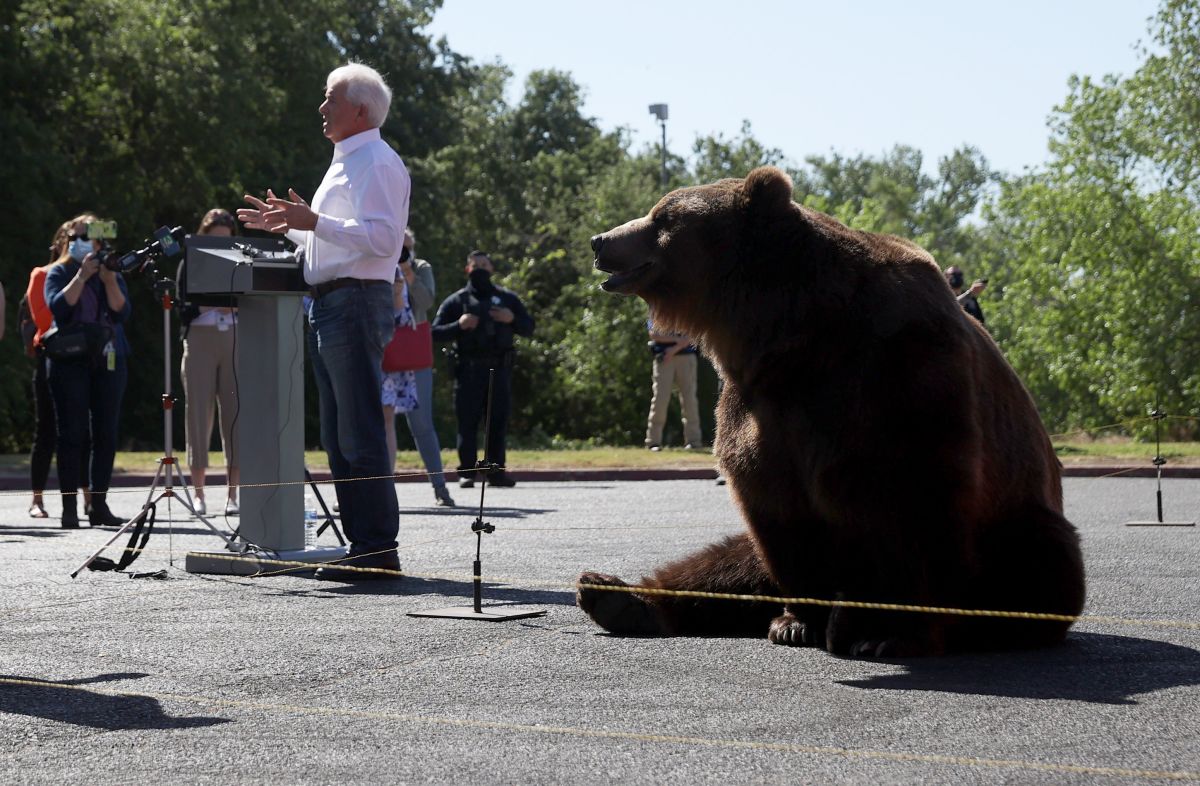 El aspirante republicano John Cox y "Tag", el oso de 1,000 libras, el 4 de mayo en Sacramento.