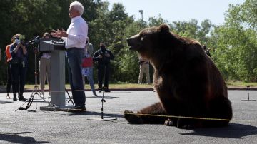 El aspirante republicano John Cox y "Tag", el oso de 1,000 libras, el 4 de mayo en Sacramento.