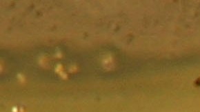 Mosquitos a punto de convertirse en adultos tras ser extraídos de una piscina en el sur de California.