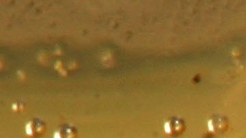 Mosquitos a punto de convertirse en adultos tras ser extraídos de una piscina en el sur de California.