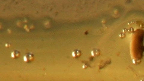 Mosquitos a punto de convertirse en adultos tras ser extraídos de una piscina en el sur de California.