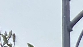 La comunidad latina de Boyle Heights en pie de lucha contra una torre 5G de Verizon.