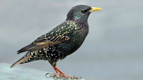 Los pájaros aparecen a menudo en las obras de Shakespeare, aunque solo hay una mención al estornino.