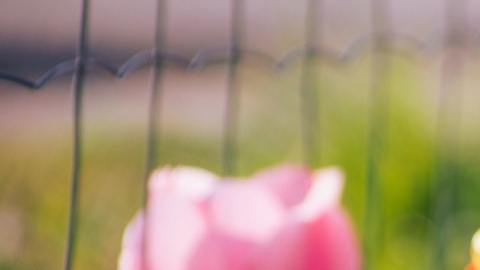 Flores para las madres del Zodiaco