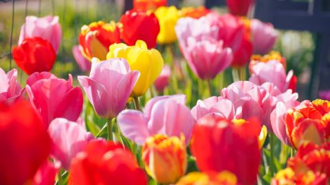 Flores para las madres del Zodiaco